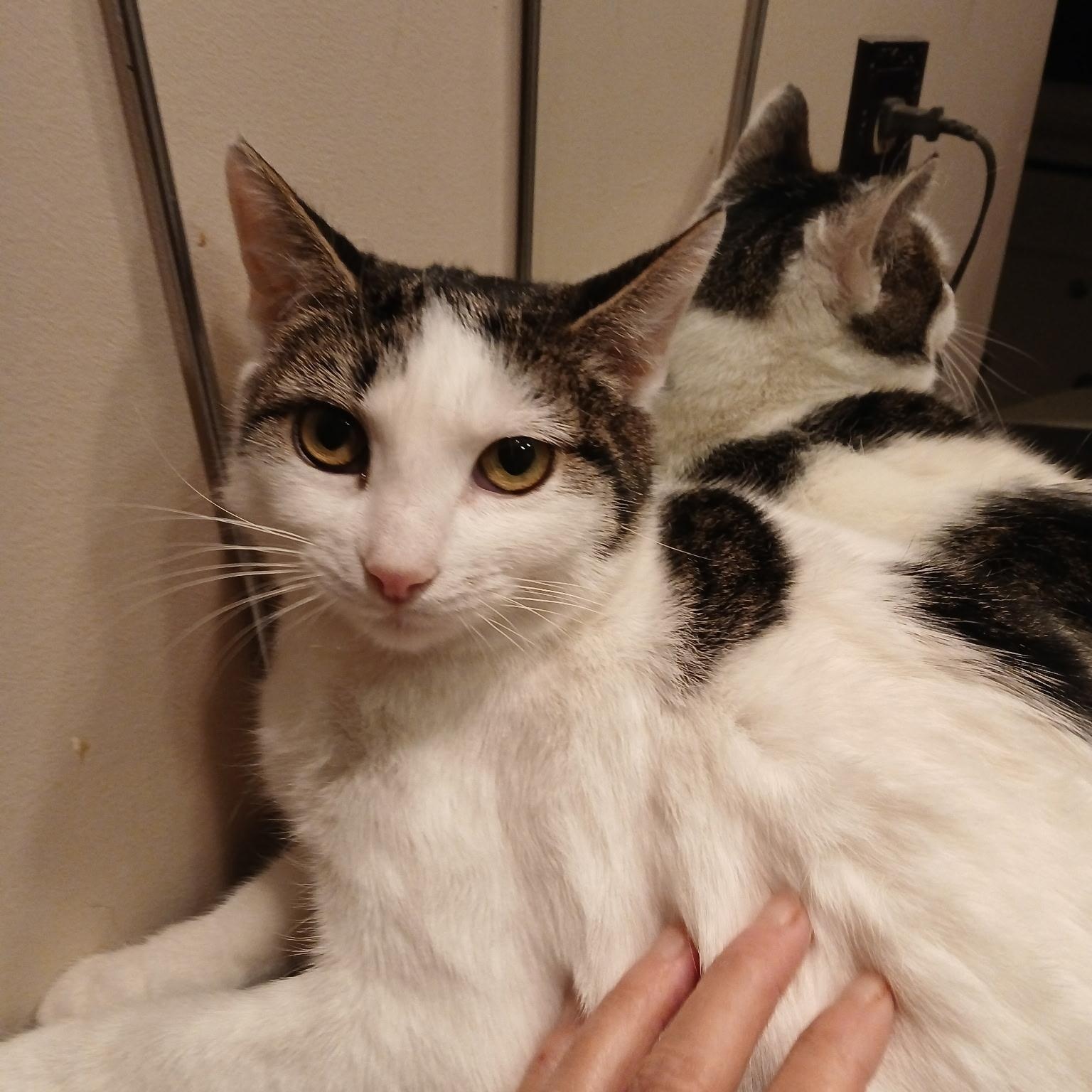 Kelly, ADOPTABLE, Young Female Domestic Short Hair.