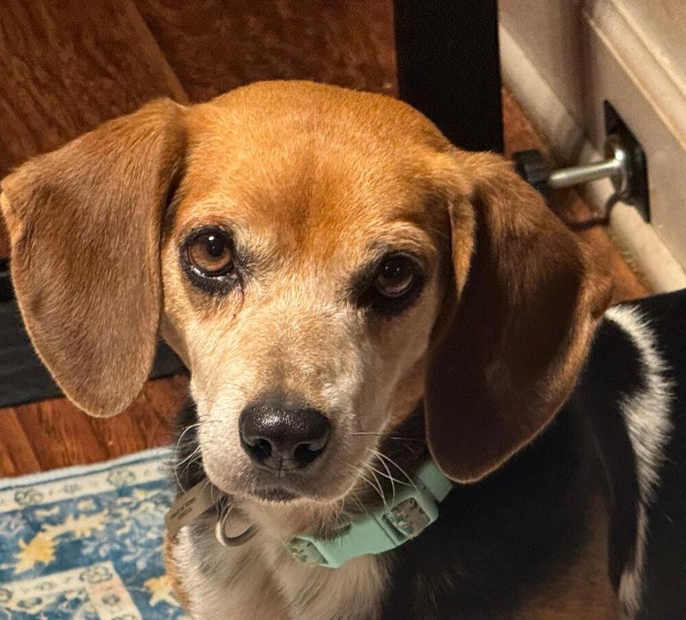 Lefty - Fostered in SE Nebraska, Adoptable, Adult Male Beagle & Dachshund.