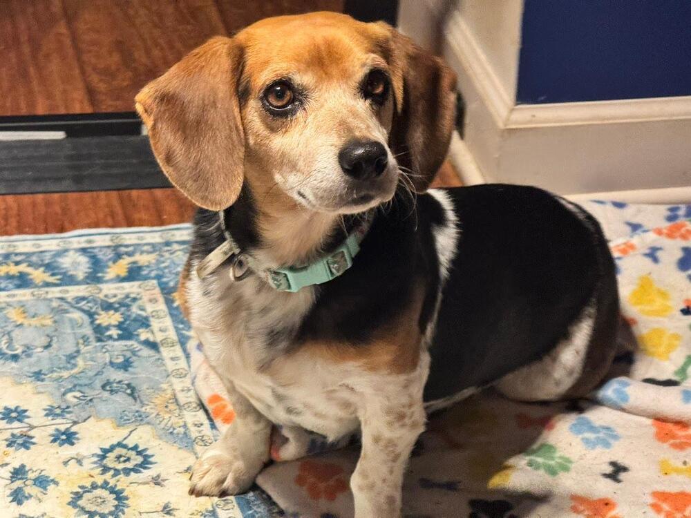 Lefty - Fostered in SE Nebraska, a Adoptable mixed breed in Shawnee Mission, KS image 2/6