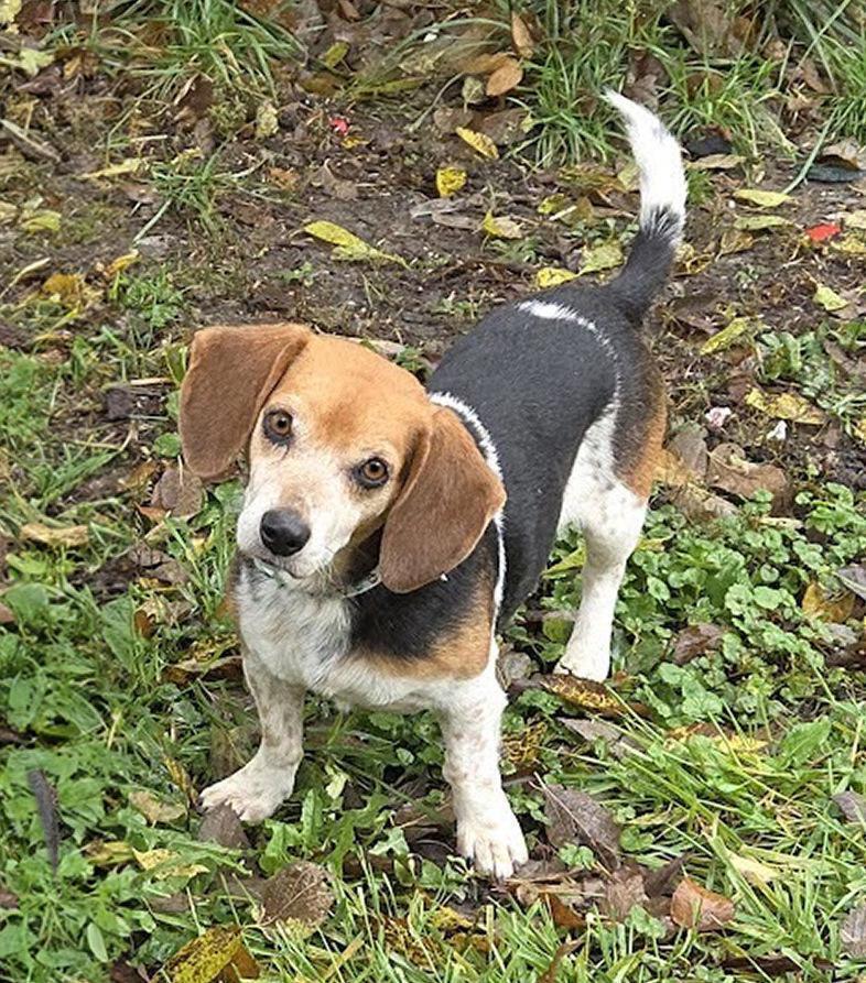 Lefty - Fostered in SE Nebraska, a Adoptable mixed breed in Shawnee Mission, KS image 3/6