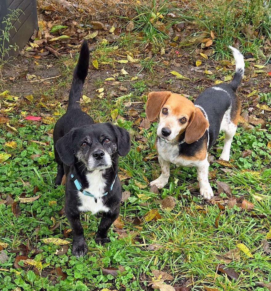 Lefty - Fostered in SE Nebraska, a Adoptable mixed breed in Shawnee Mission, KS image 4/6