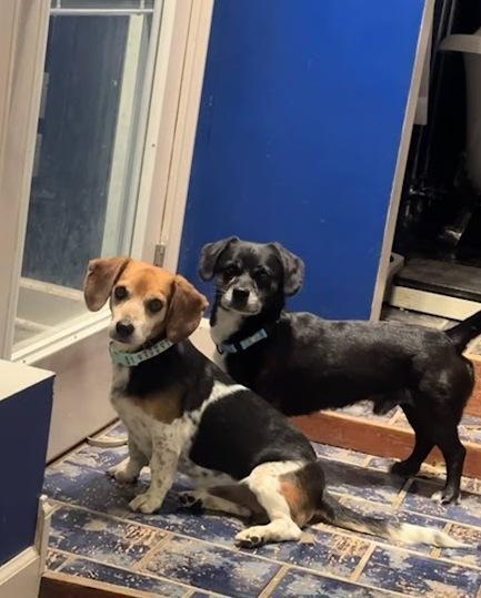 Lefty - Fostered in SE Nebraska, a Adoptable mixed breed in Shawnee Mission, KS image 5/6