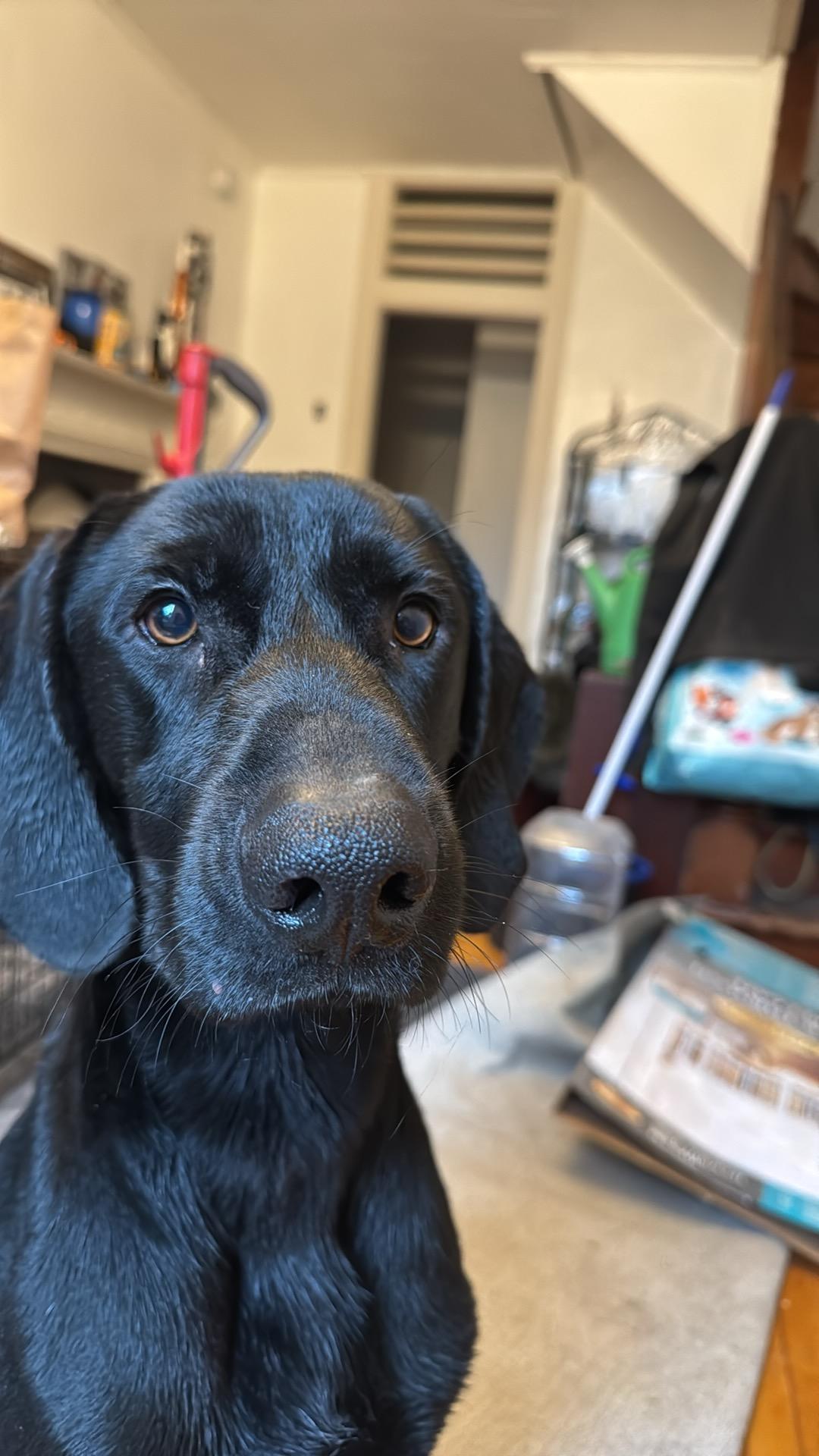 Ace, ADOPTABLE, Young Male Black Labrador Retriever & Bluetick Coonhound.