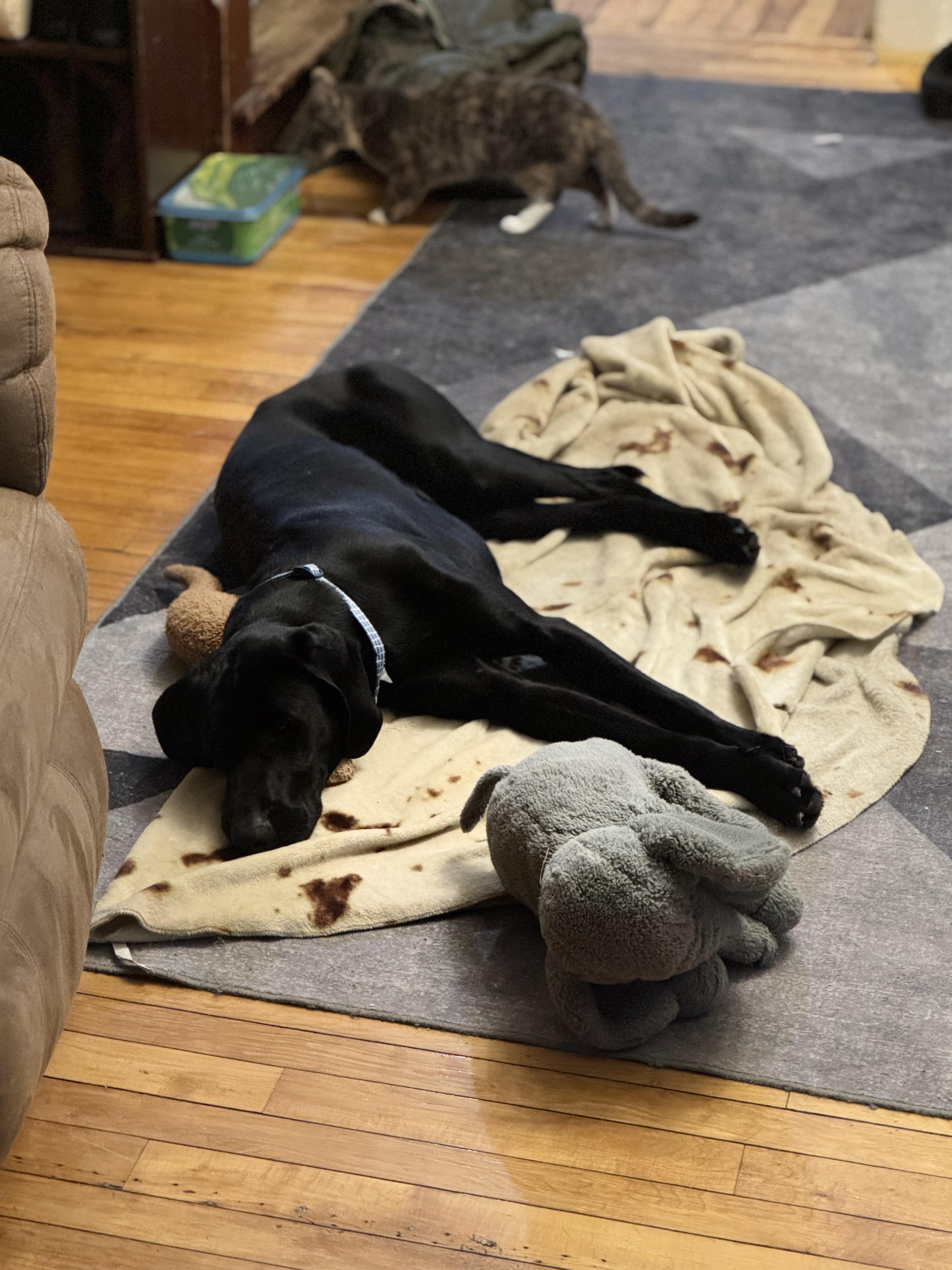 Ace, a ADOPTABLE mixed breed in Bristol, VT image 2/2