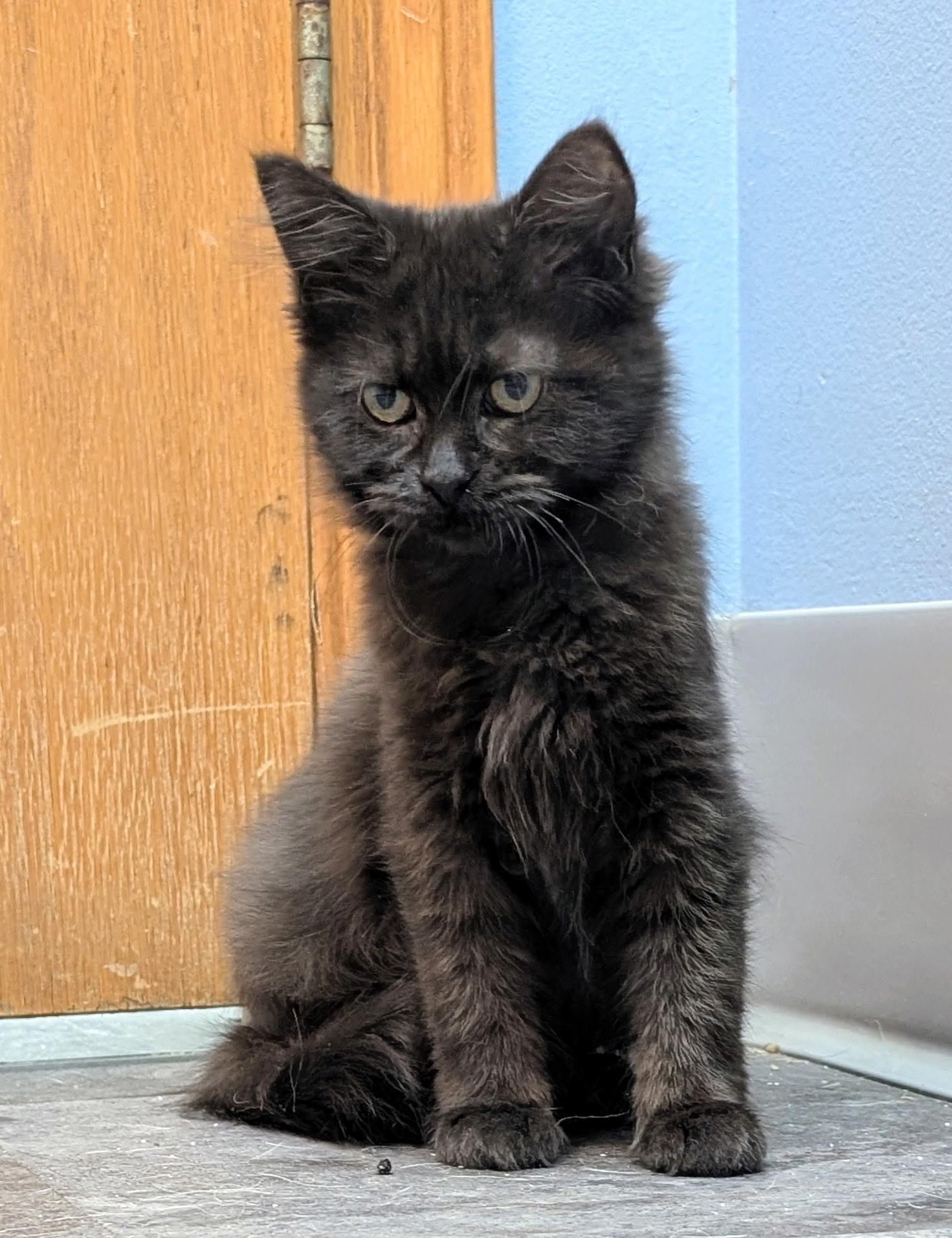 Enlarge Circe, a Adoptable Domestic Short Hair in Rock Falls, IL image 3/3