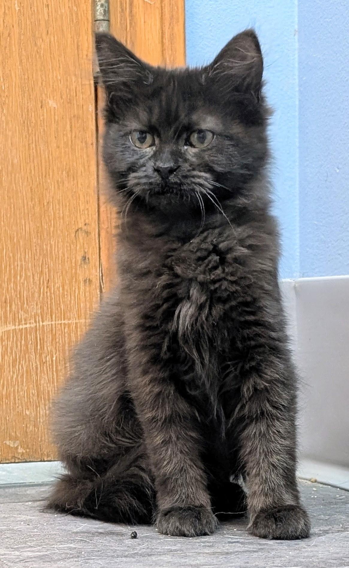 Enlarge Circe, a Adoptable Domestic Short Hair in Rock Falls, IL image 1/3