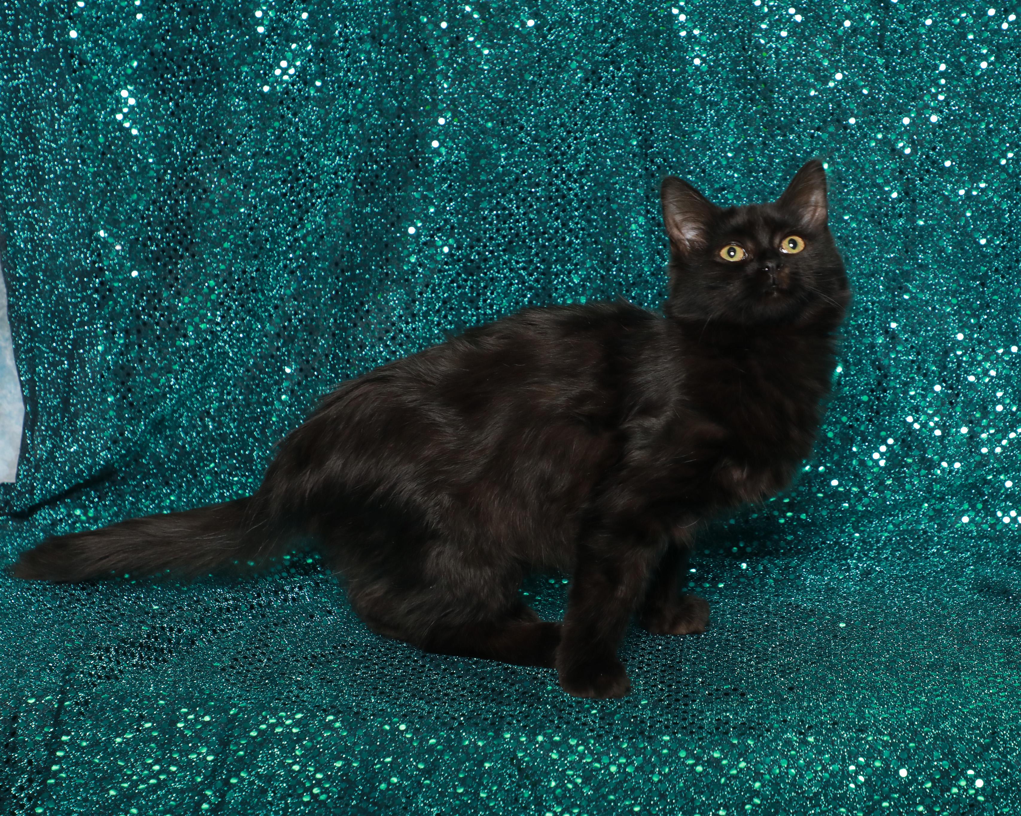 Enlarge Circe, a Adoptable Domestic Short Hair in Rock Falls, IL image 2/3