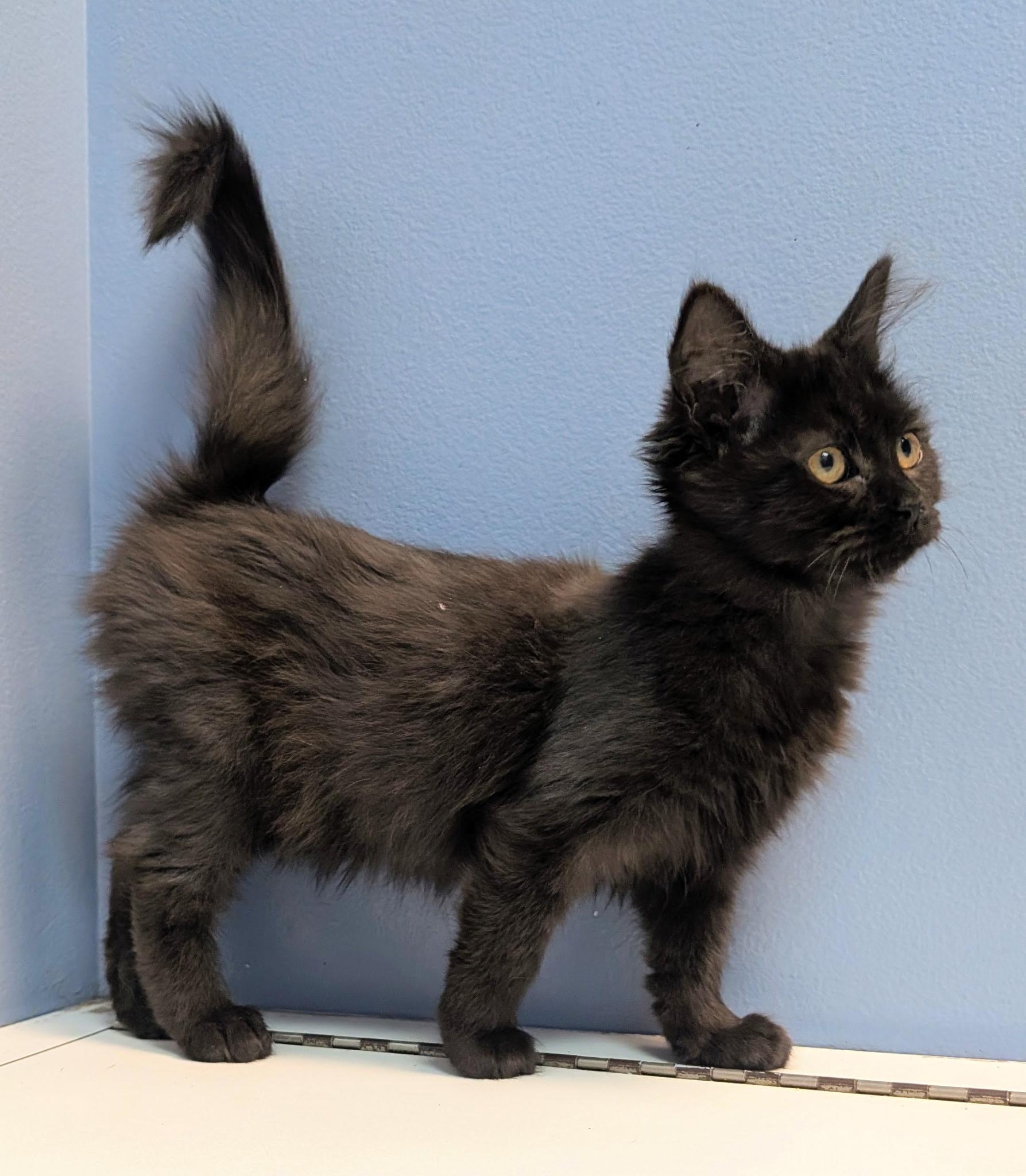 Enlarge Circe, a Adoptable Domestic Short Hair in Rock Falls, IL image 2/3