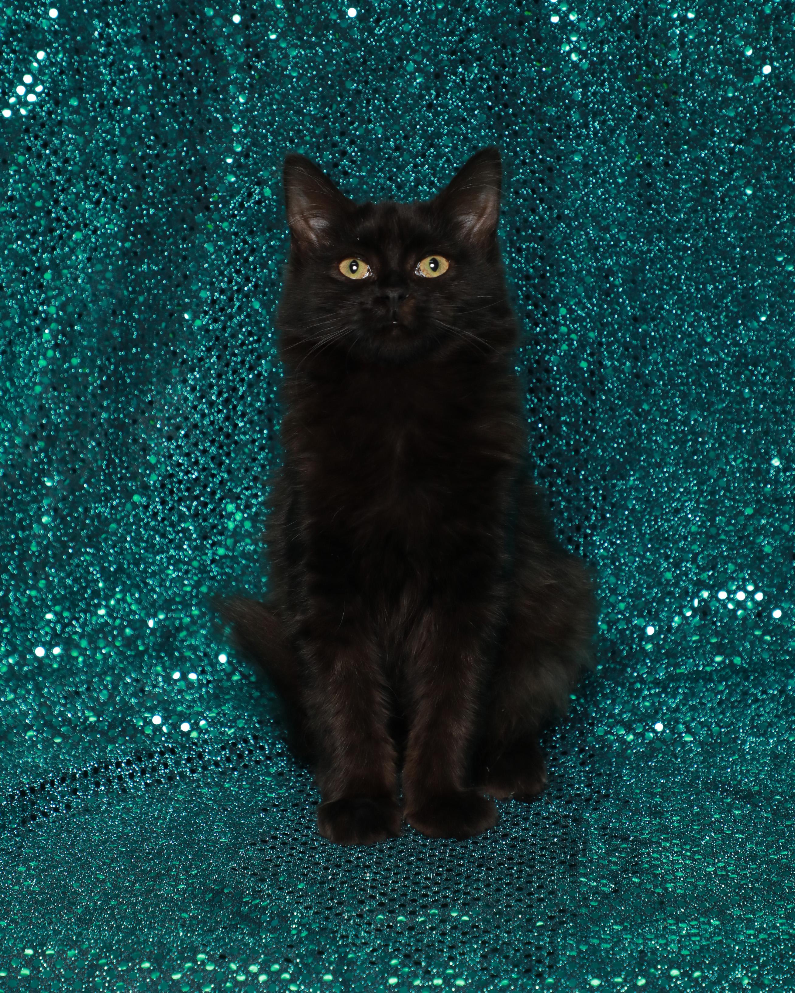 Enlarge Circe, a Adoptable Domestic Short Hair in Rock Falls, IL image 3/3