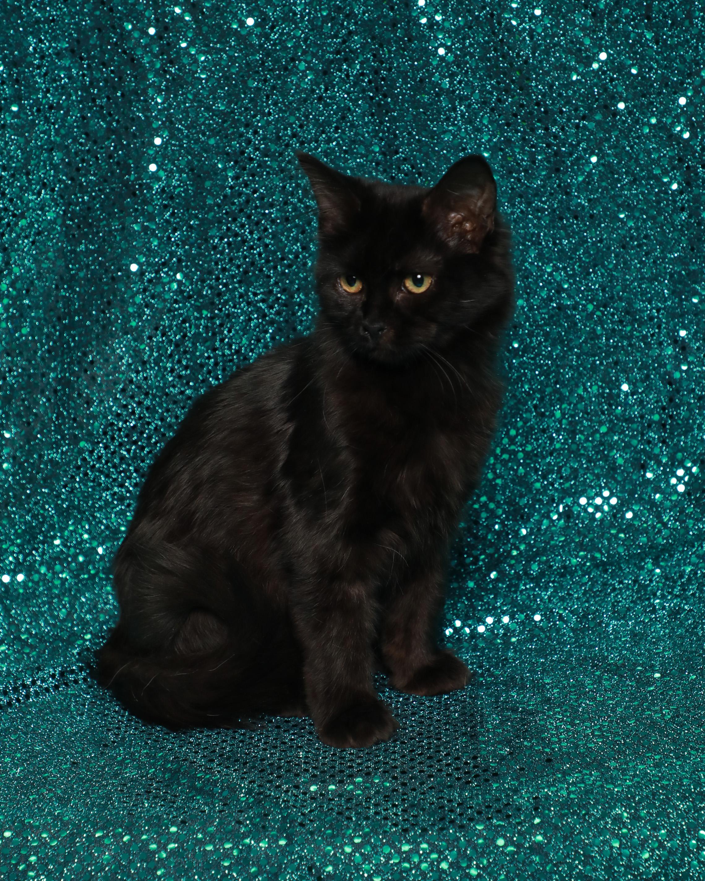 Enlarge Circe, a Adoptable Domestic Short Hair in Rock Falls, IL image 1/3