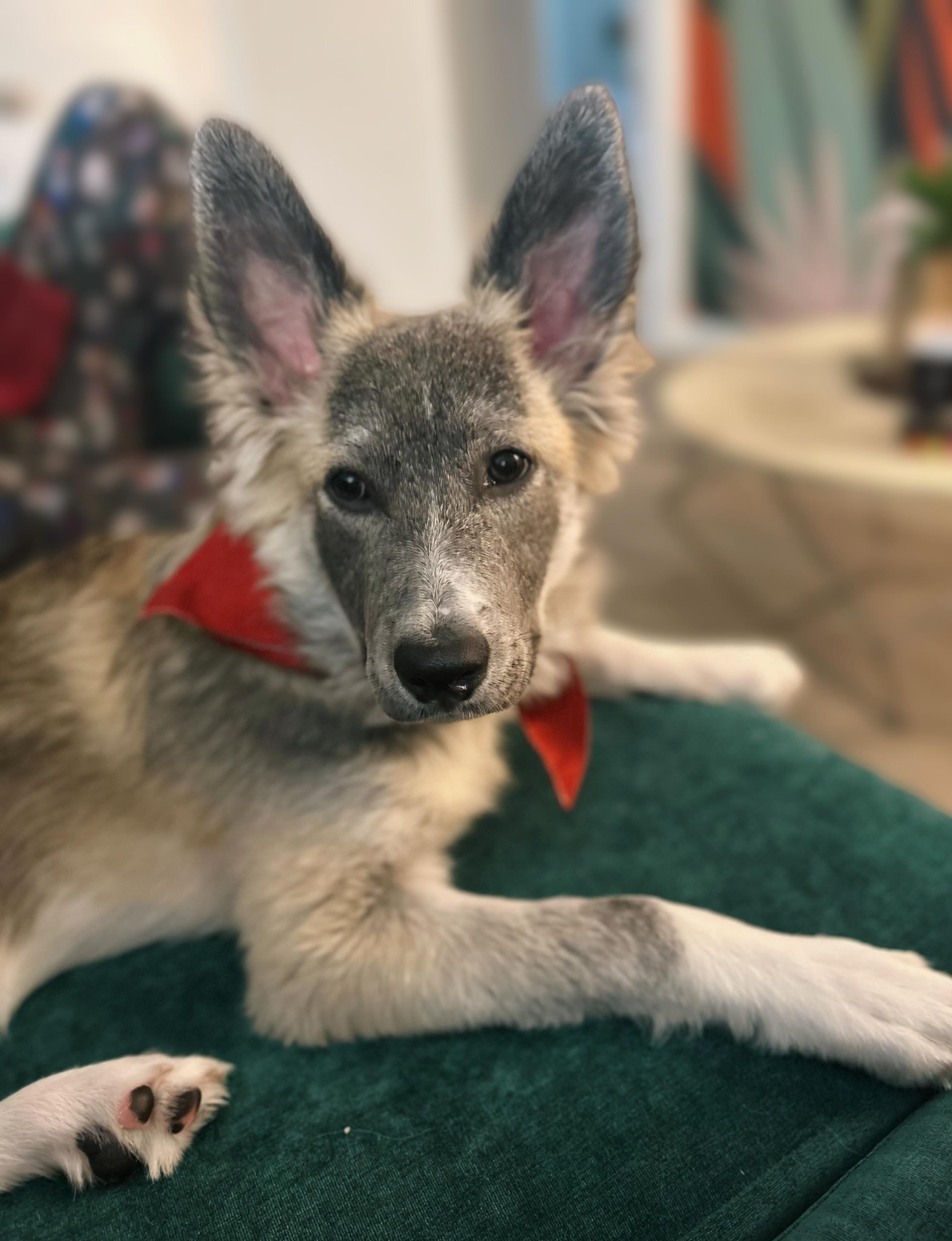 Johnny Cash, Adoptable, Young Male Shepherd.