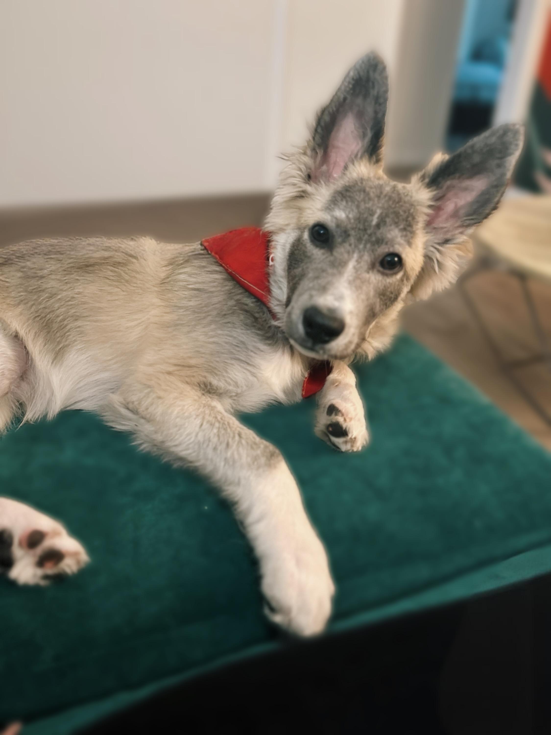 Enlarge Johnny Cash, an adoption pending mixed breed in Phoenix, AZ image 5/5