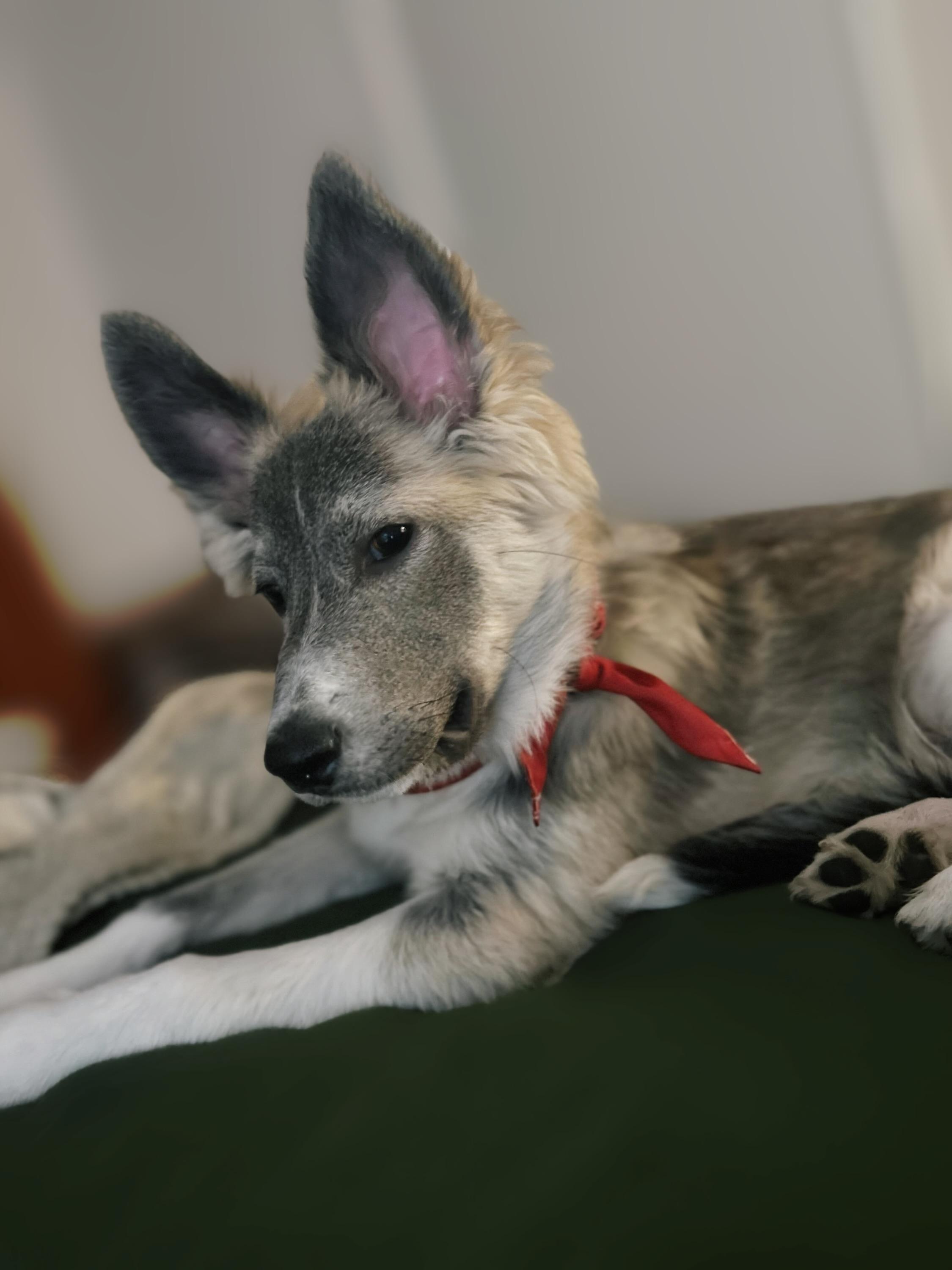 Enlarge Johnny Cash, an adoption pending mixed breed in Phoenix, AZ image 3/5