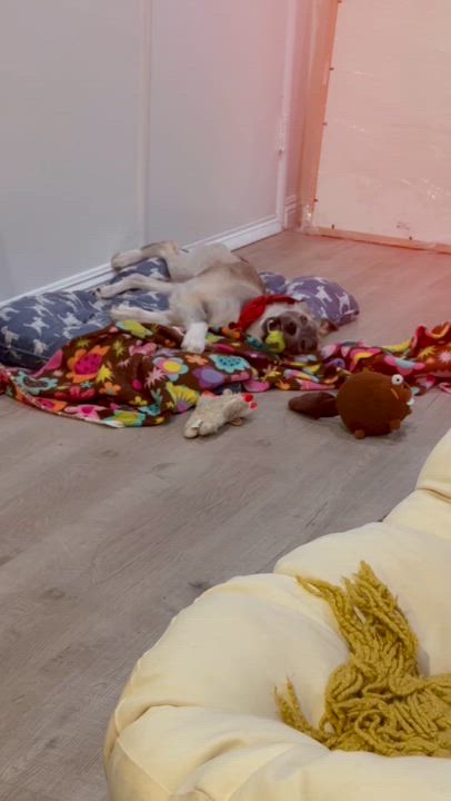 Enlarge Johnny Cash, an adoption pending mixed breed in Phoenix, AZ video 2/5