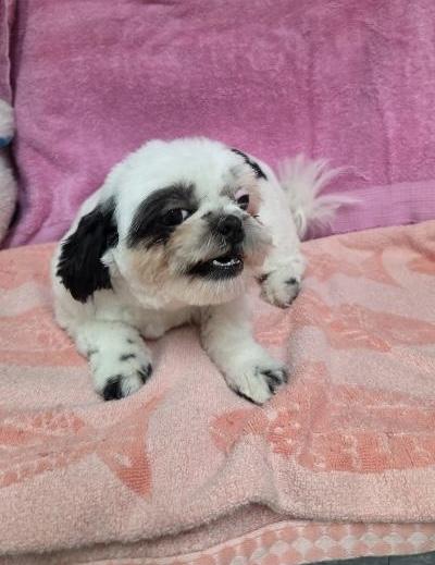 Snowy, a ADOPTABLE Shih Tzu in Gardena, CA image 1/4