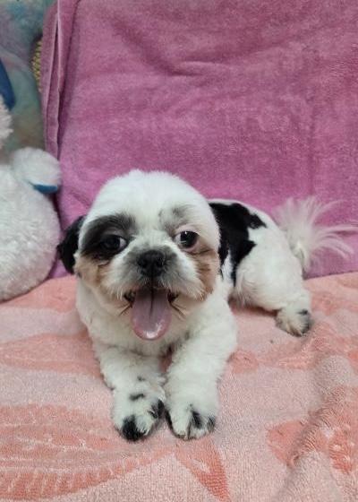 Snowy, a ADOPTABLE Shih Tzu in Gardena, CA image 3/4