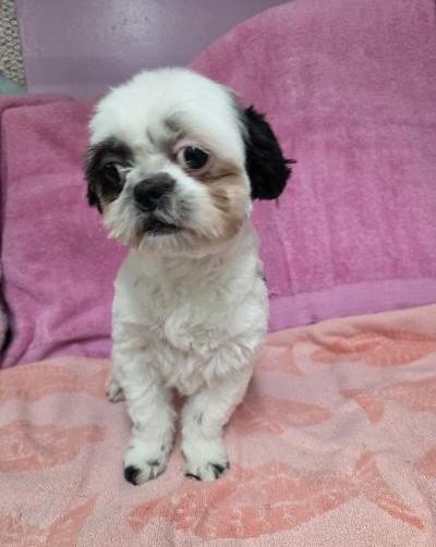 Snowy, a ADOPTABLE Shih Tzu in Gardena, CA image 4/4