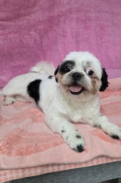 Snowy, a ADOPTABLE Shih Tzu in Gardena, CA image 2/4