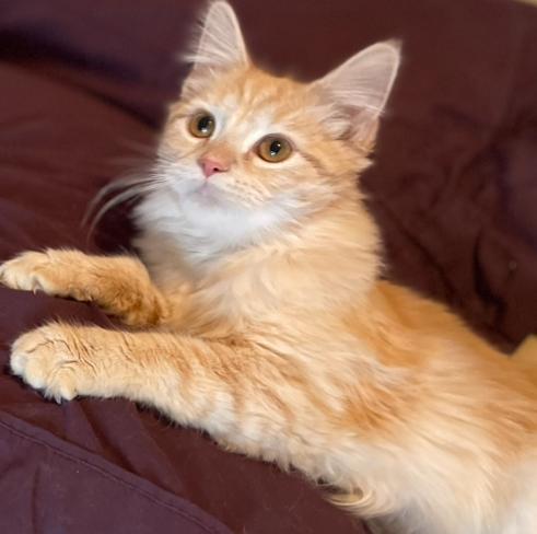 Paddington, a Adoptable Domestic Medium Hair in Racine, WI image 2/5