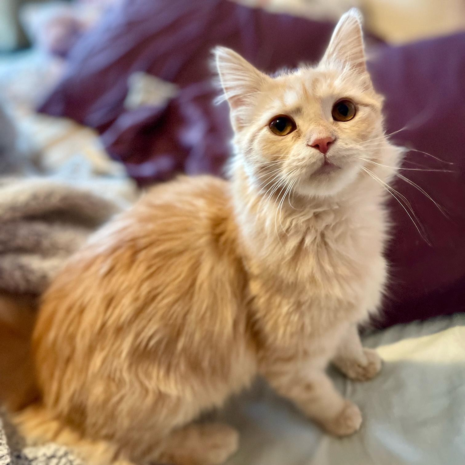 Paddington, a Adoptable Domestic Medium Hair in Racine, WI image 1/5