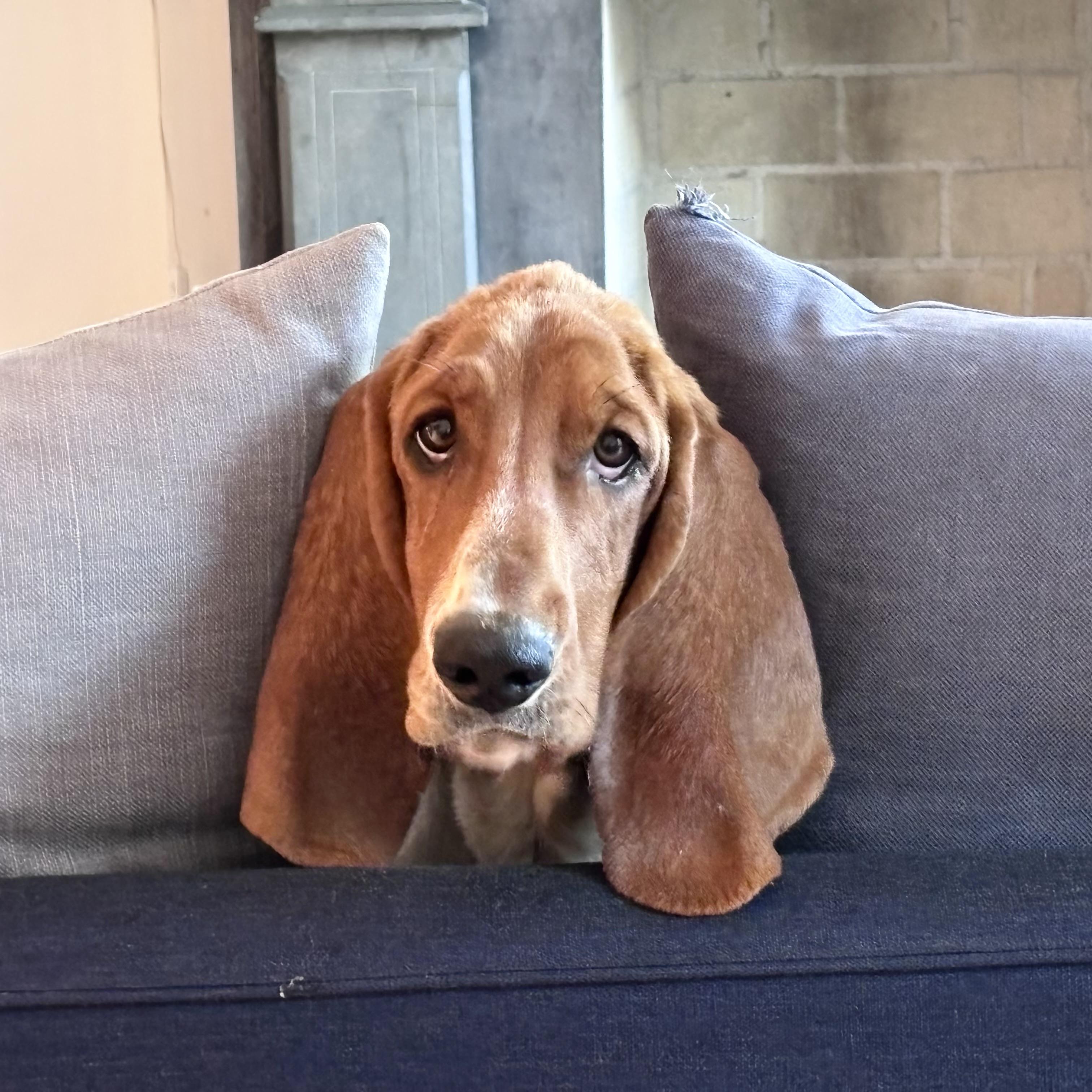 Enlarge Glossy, an adopted Basset Hound in Ossining, NY image 1/6