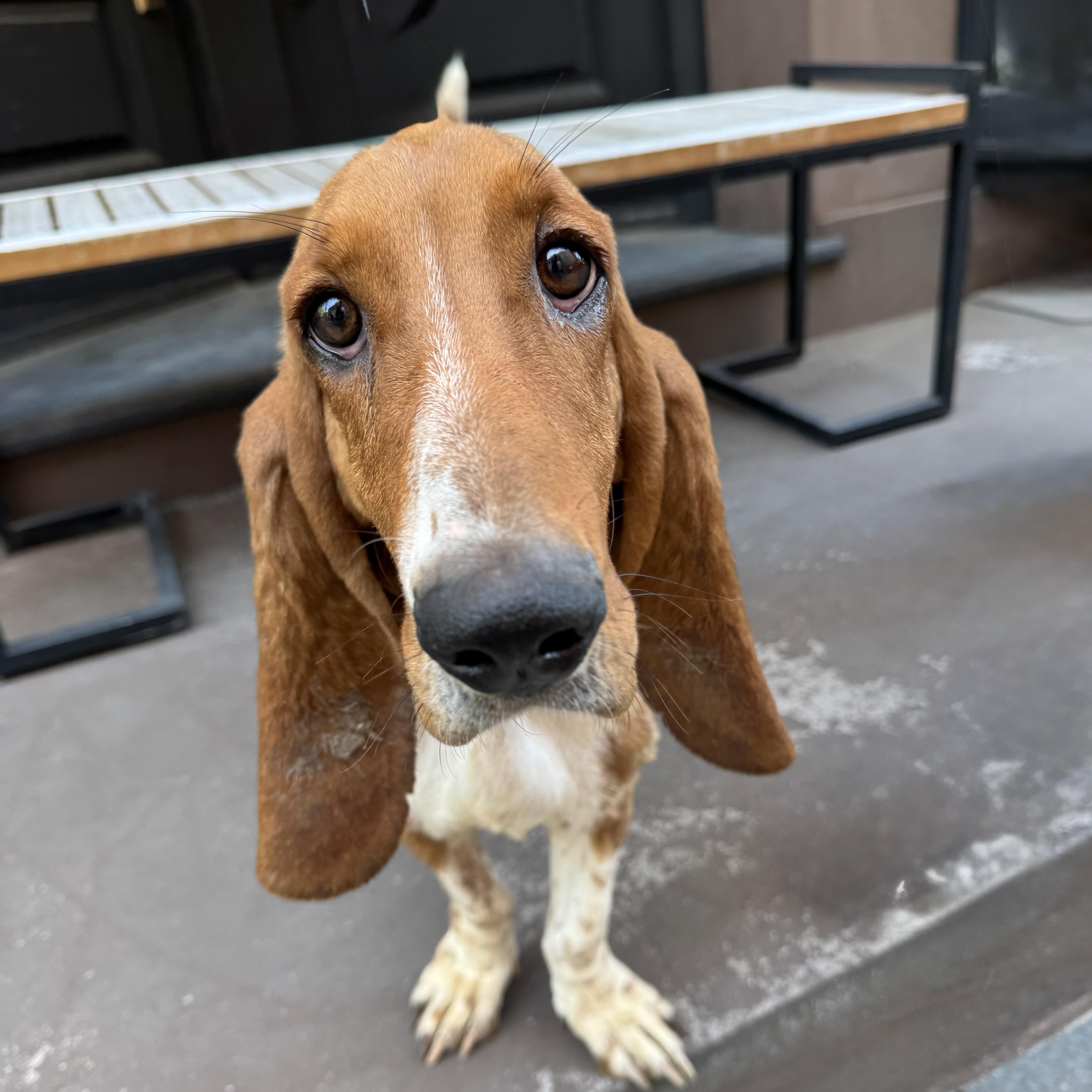Enlarge Glossy, an adopted Basset Hound in Ossining, NY image 4/6
