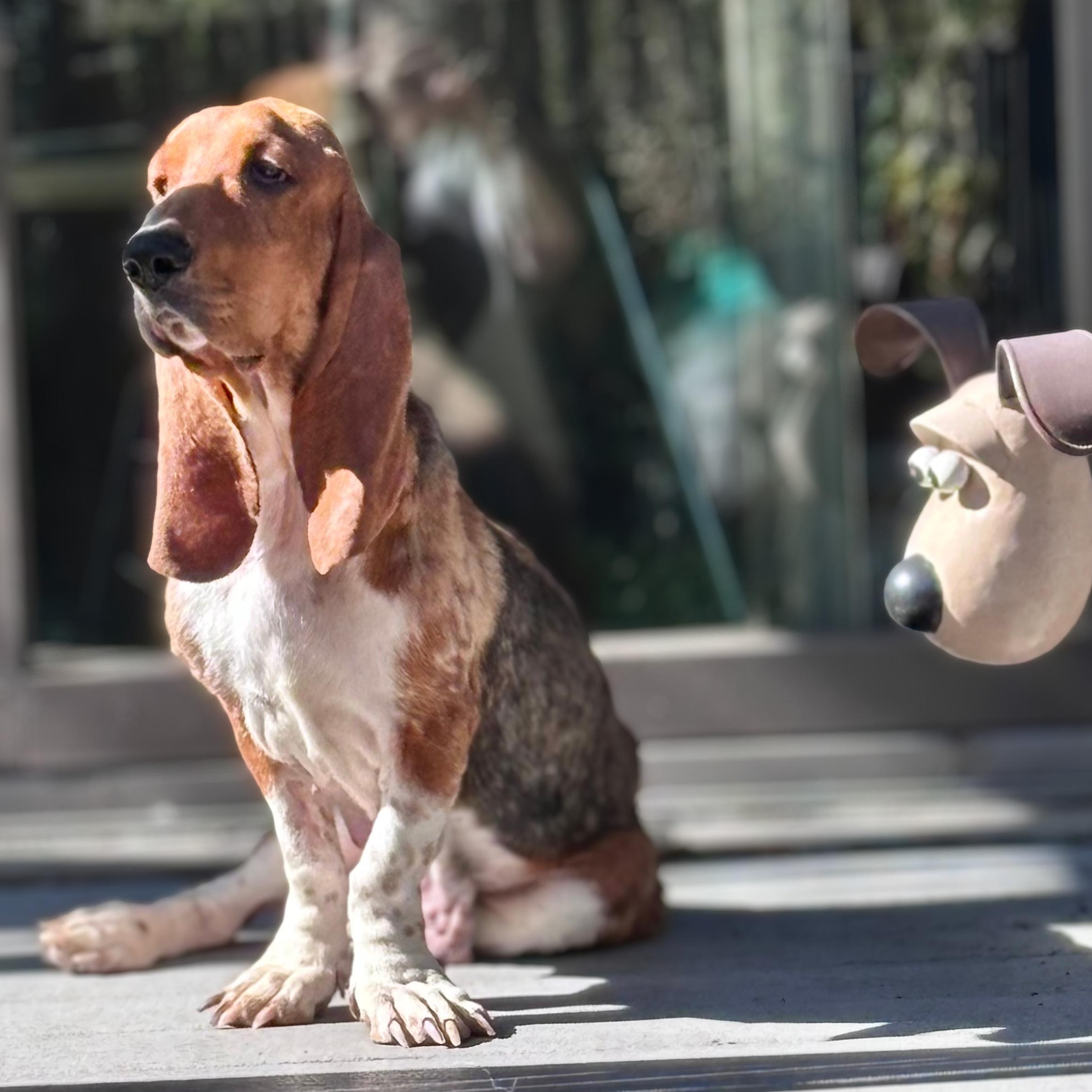 Enlarge Glossy, an adopted Basset Hound in Ossining, NY image 3/6