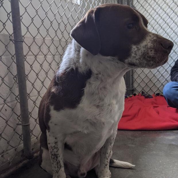 Enlarge Dexter, a Adoptable mixed breed in Bella Vista, AR image 1/2