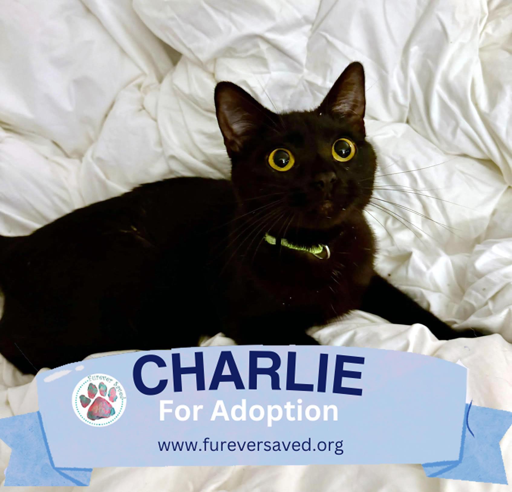 Enlarge Charlie, a Adoptable Domestic Short Hair in Miami, FL image 2/2