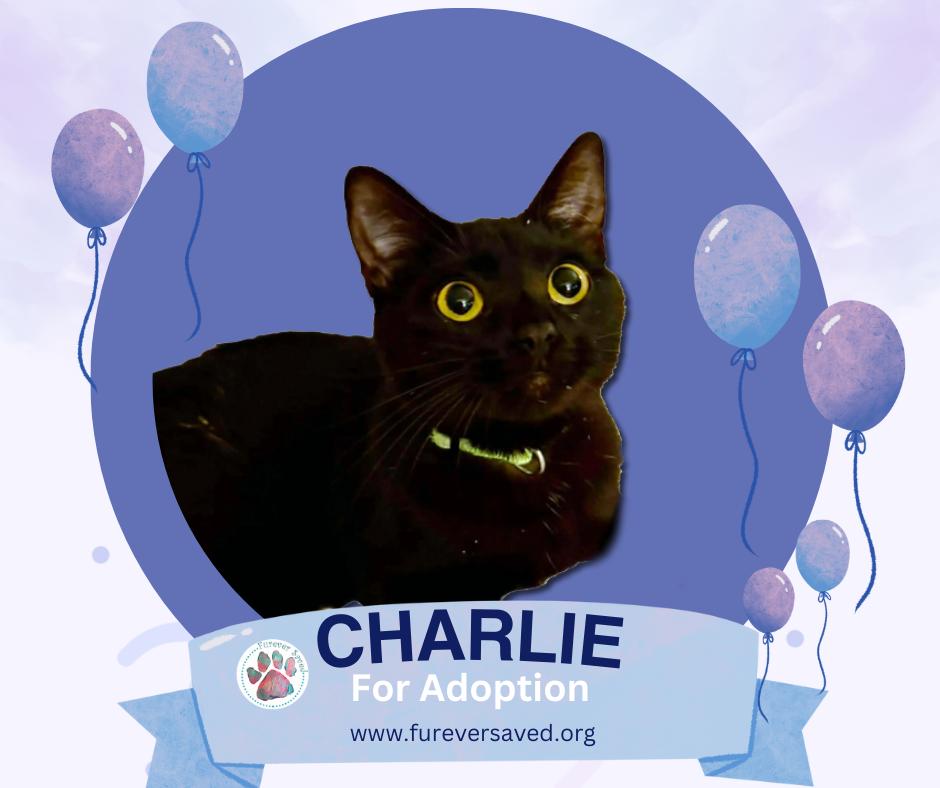Enlarge Charlie, a Adoptable Domestic Short Hair in Miami, FL image 1/2