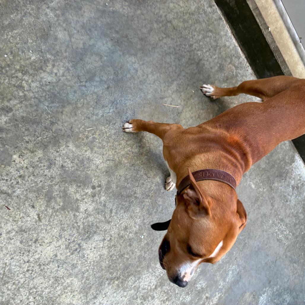 Kaine, Adoptable, Young Male Pit Bull Terrier & Mixed Breed.