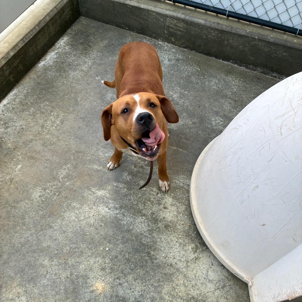 Enlarge Kaine, a Adoptable mixed breed in Morganfield, KY image 2/6