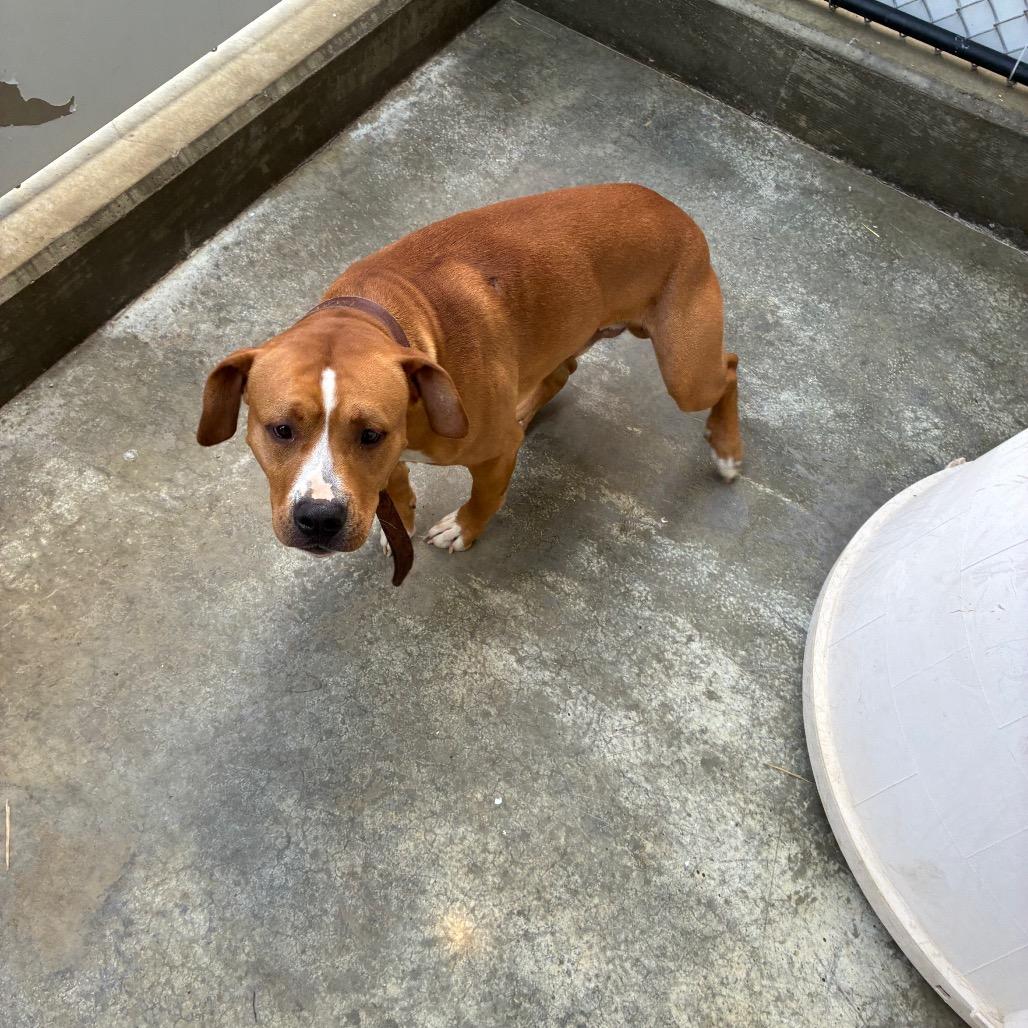 Enlarge Kaine, a Adoptable mixed breed in Morganfield, KY image 3/6