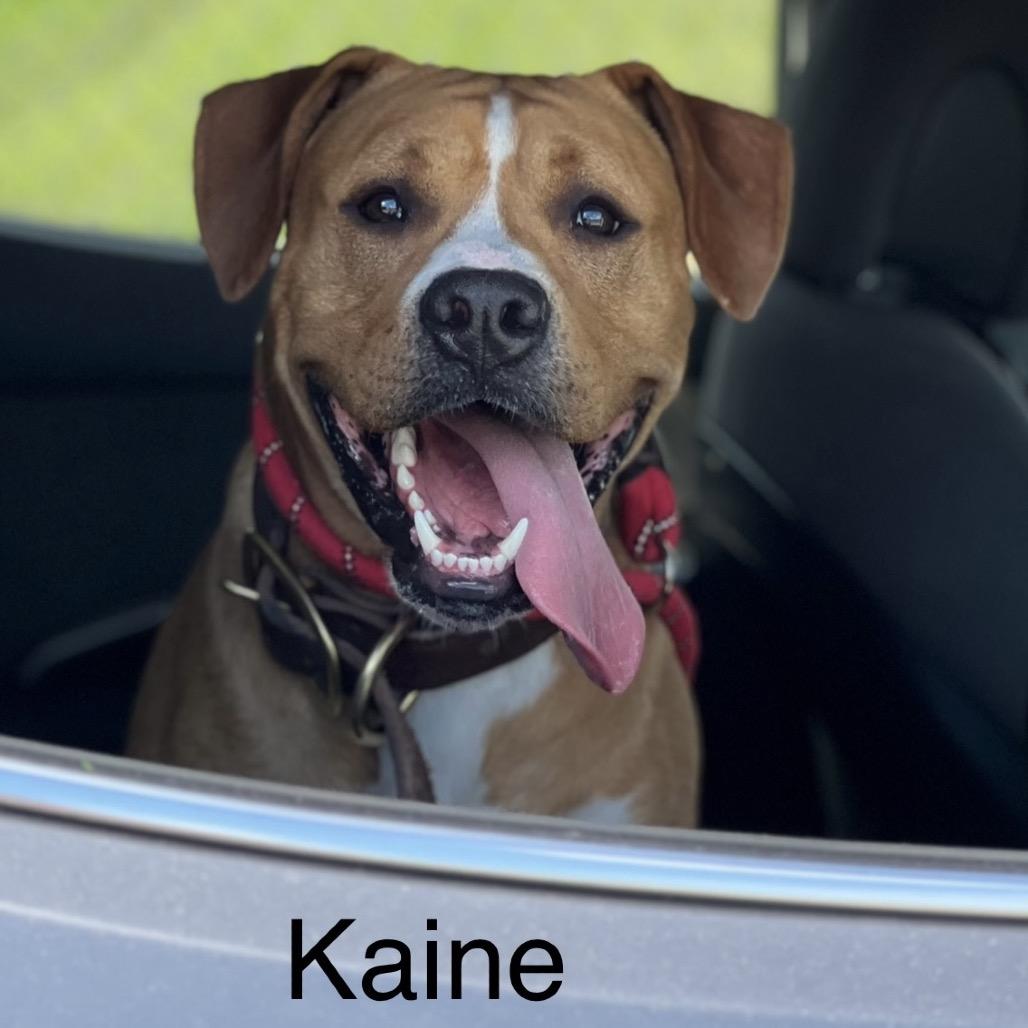 Enlarge Kaine, a Adoptable mixed breed in Morganfield, KY image 4/6