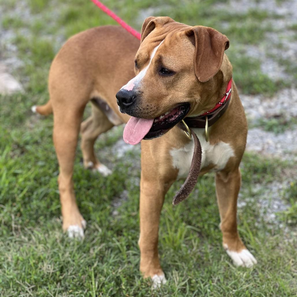 Enlarge Kaine, a Adoptable mixed breed in Morganfield, KY image 5/6