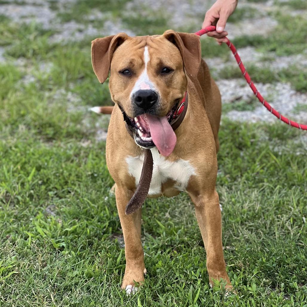 Enlarge Kaine, a Adoptable mixed breed in Morganfield, KY image 6/6