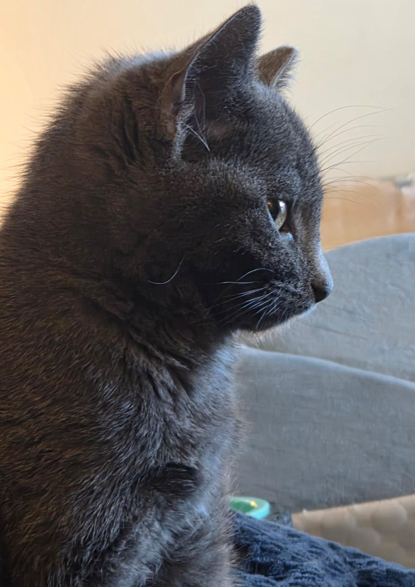 Enlarge Dixie Dan, a ADOPTABLE Domestic Short Hair in Greenwood, IN image 6/6