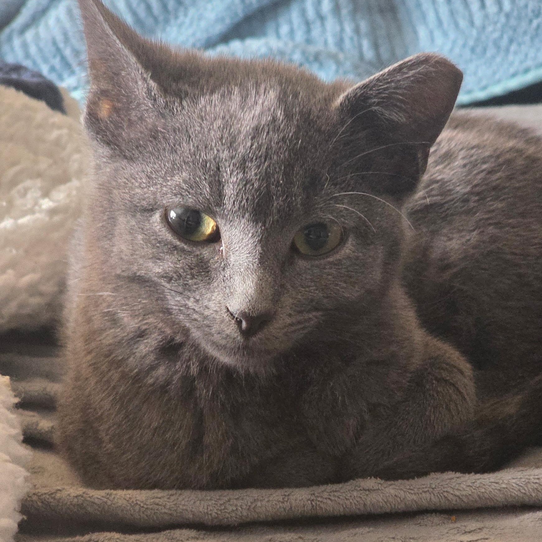 Enlarge Dixie Dan, a ADOPTABLE Domestic Short Hair in Greenwood, IN image 1/6