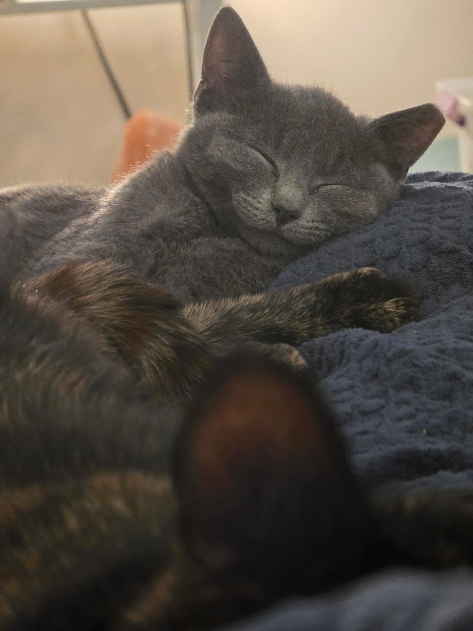 Enlarge Dixie Dan, a ADOPTABLE Domestic Short Hair in Greenwood, IN image 2/6