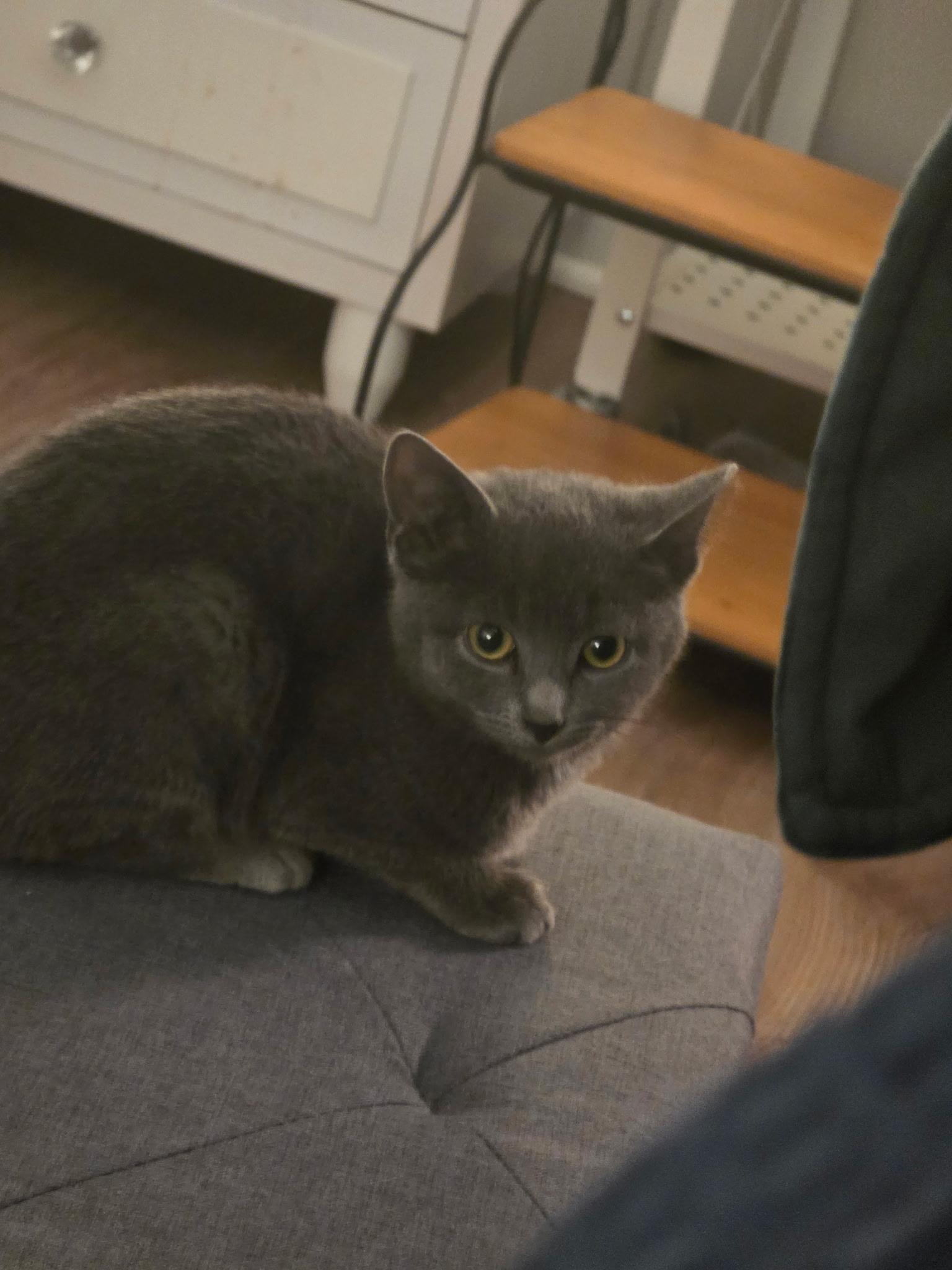 Enlarge Dixie Dan, a ADOPTABLE Domestic Short Hair in Greenwood, IN image 5/6