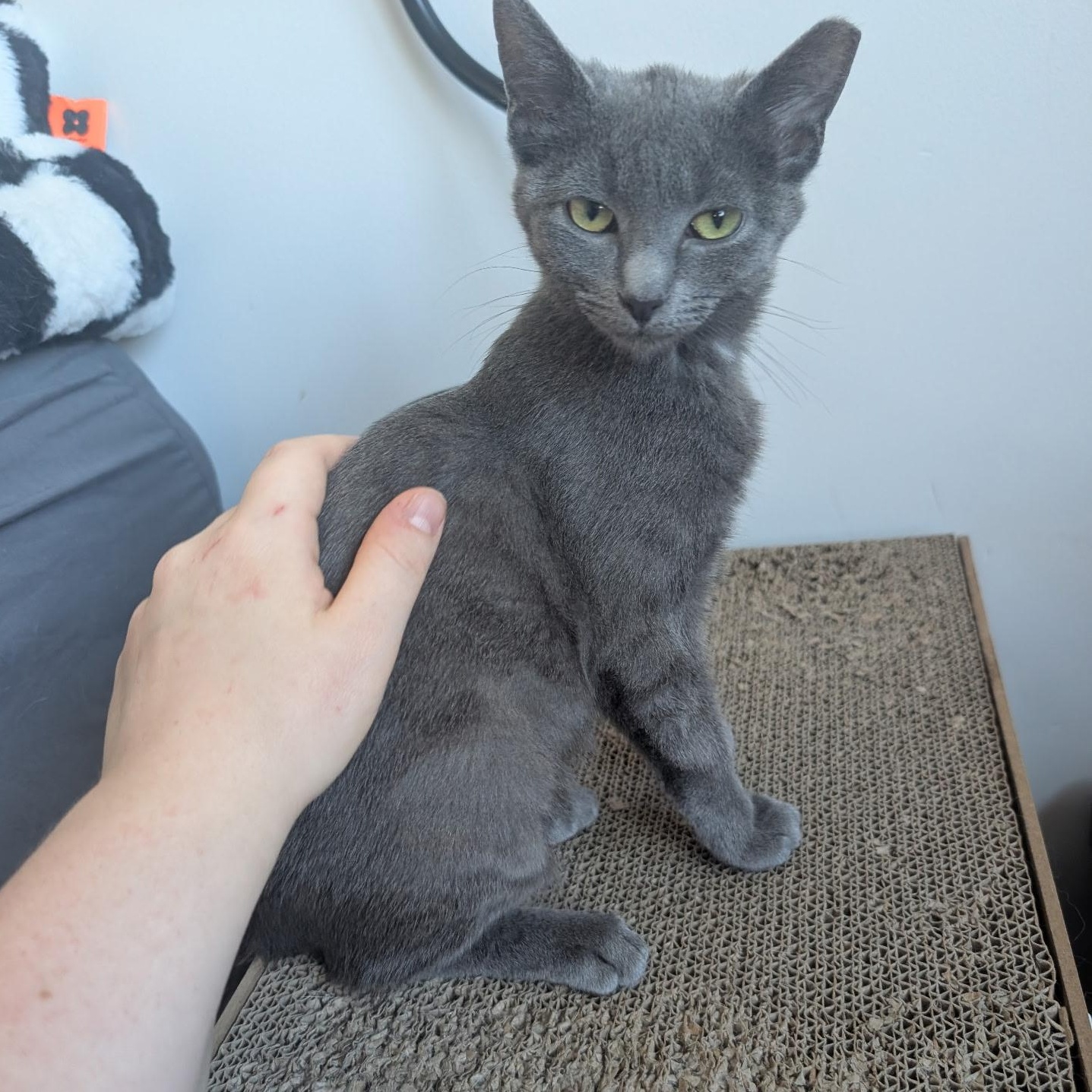 Dixie Dan, an adoptable Domestic Short Hair in Greenwood, IN image 1/6