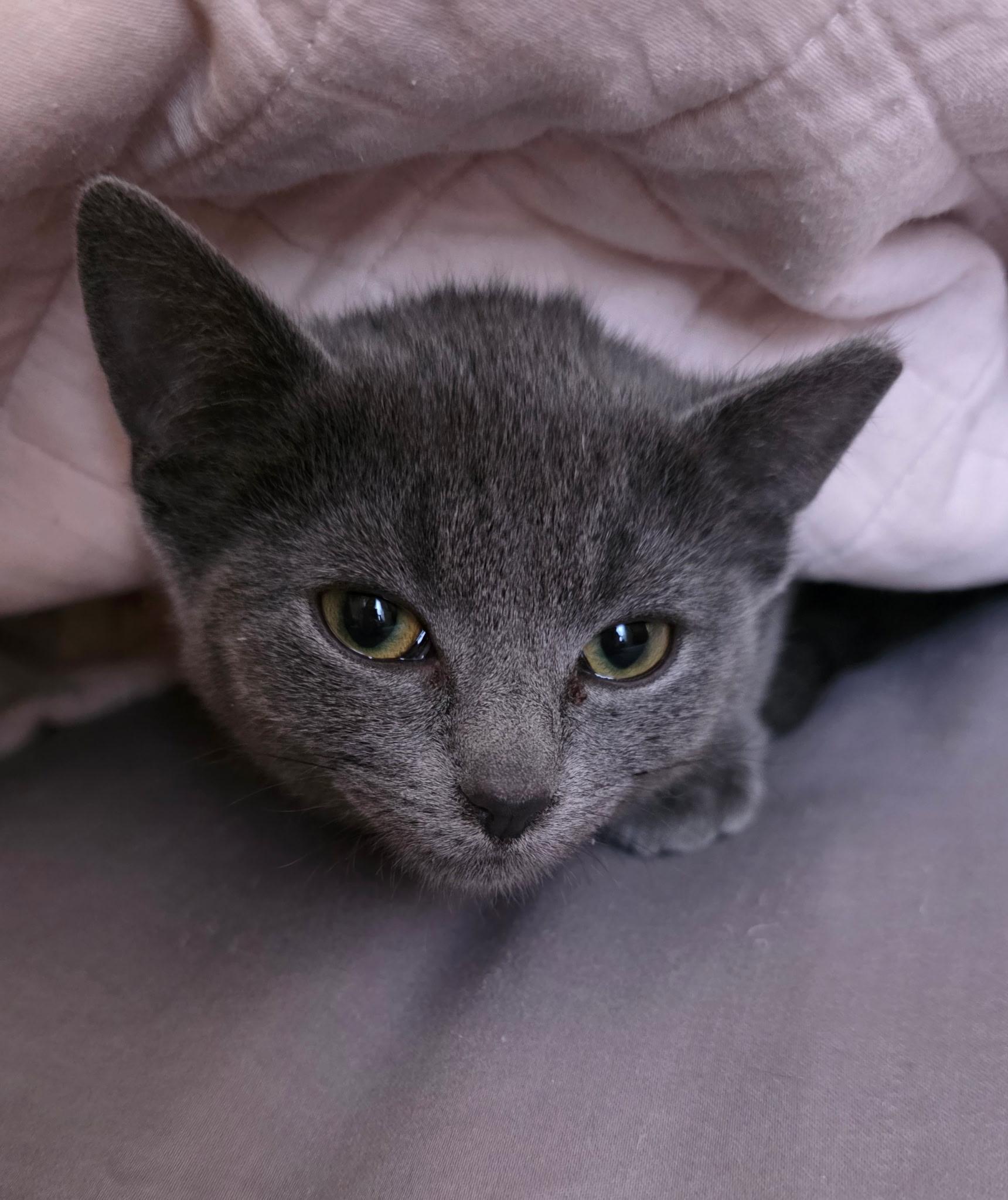 Enlarge Dixie Dan, a ADOPTABLE Domestic Short Hair in Greenwood, IN image 3/6