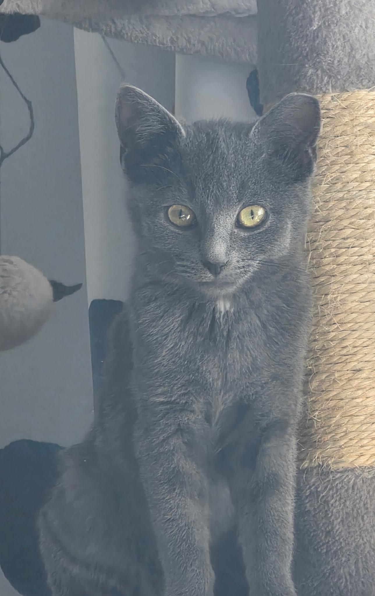 Enlarge Dixie Dan, a ADOPTABLE Domestic Short Hair in Greenwood, IN image 4/6