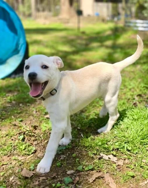Haydn, a ADOPTABLE mixed breed in Pittsboro, NC image 4/4