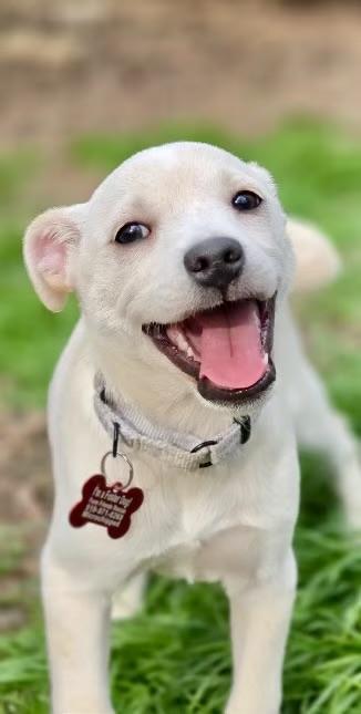 Haydn, ADOPTABLE, Puppy Female Labrador Retriever & Mixed Breed.