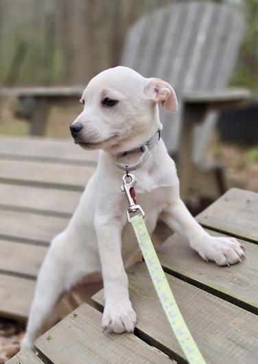 Haydn, a ADOPTABLE mixed breed in Pittsboro, NC image 3/4