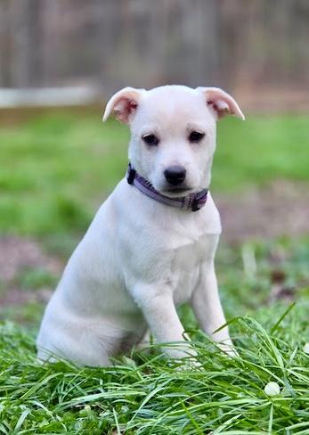 Haydn, a ADOPTABLE mixed breed in Pittsboro, NC image 2/4