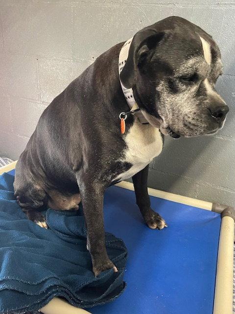 Ziggy, Adopted, Senior Male Boxer.
