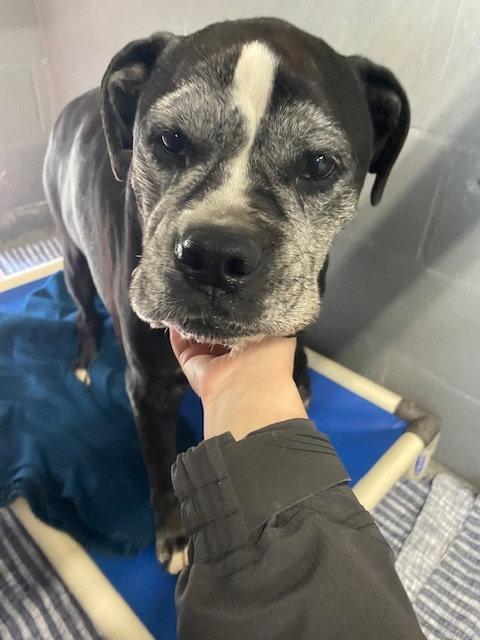Enlarge Ziggy, a Adopted Boxer in Stratham, NH image 2/3