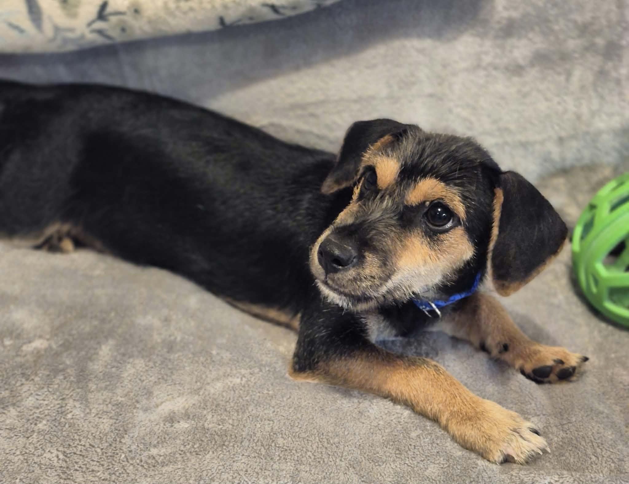 Enlarge Maverick, a Adoptable mixed breed in Pittsburgh, PA image 4/6